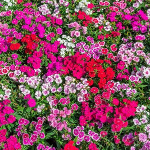 500 MIXED CHINESE PINKS China Rainbow Pink Dianthus Chinensis Bicolor Flower Seeds