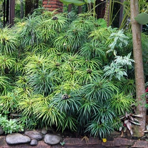 50 plantes de parapluie CYPERUS Alternifolius papyrus herbe parapluie graines de fleurs de palmier