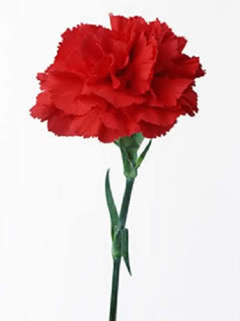 50 SCARLET RED CARNATION Dianthus Caryophyllus Grenadin