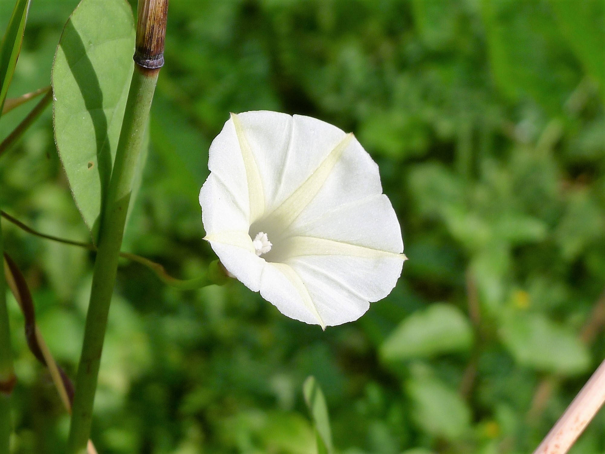 50 MOONFLOWER MORNING GLORY White Moon Flower Ipomoea Alba Etsy