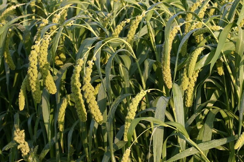 100 FOXTAIL MILLET Setaria Macrocheata Ornamental Grass Flower Etsy