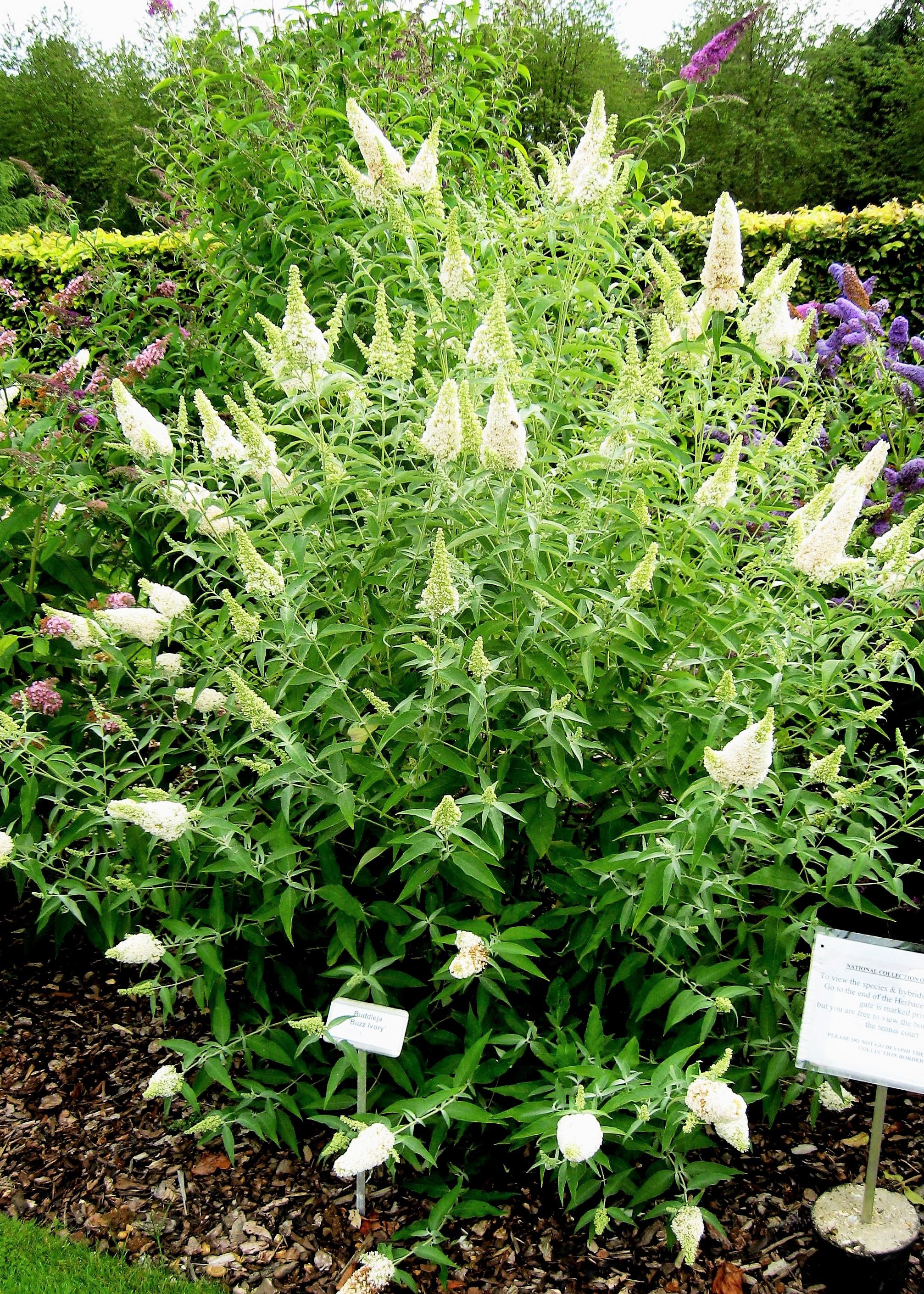 50 WHITE BUTTERFLY BUSH Buddleia Davidii Flower Seeds