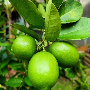 15 KEY LIME Citrus Aurantifolia Fruit Tree Shrub Seeds