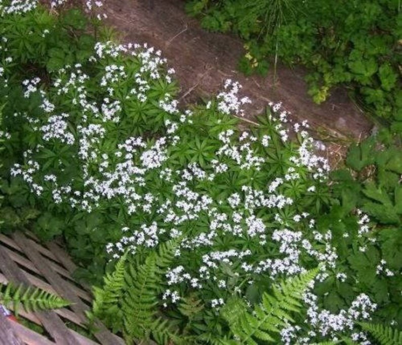 20 SWEET WOODRUFF ASPERULA Galium Odoratum Shade White Flower image 6