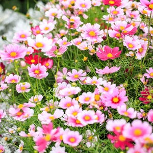 150 DAYDREAM COSMOS Bipinnatus Weiß & Rosa Bicolor Blumensamen
