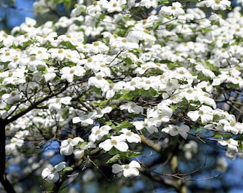 白花ハナミズキ（Cornus Florida）の種子 - Etsy 日本