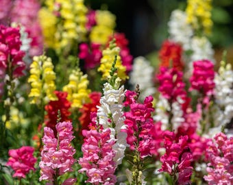 2000 SNAPDRAGON CORONA MIX Antirrhinum Majus Semillas de flores * Envío plano