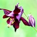 thumbnail interactive-video image 1 of Grow Mysterious Dark Beauty: 20 Black Columbine Seeds (Aquilegia Atrata) 1 of 2