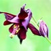 Grow Mysterious Dark Beauty: 20 Black Columbine Seeds (Aquilegia Atrata)