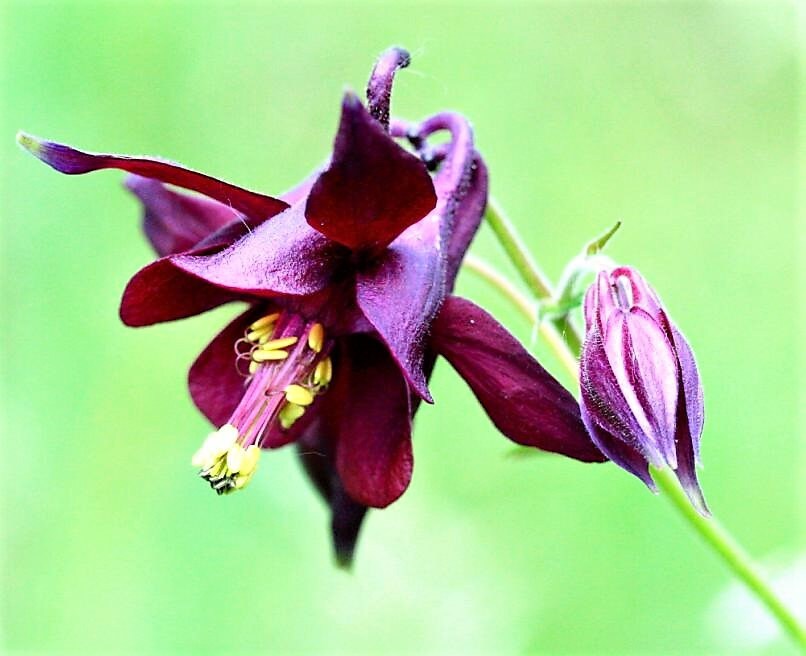 20 BLACK COLUMBINE Dark Columbine Aquilegia Atrata Deep ...