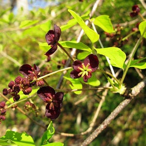 15 CHOCOLATE VINE Edible Fruit Akebia Trifoliata Flower Ornamental Climber Seeds image 4