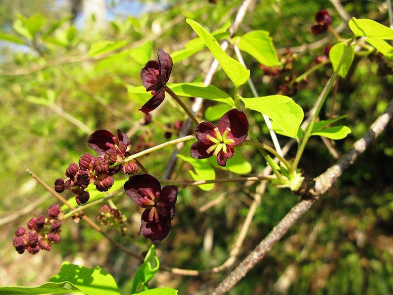 15 CHOCOLATE VINE Edible Fruit Akebia Trifoliata Flower Ornamental Climber Seeds image 4