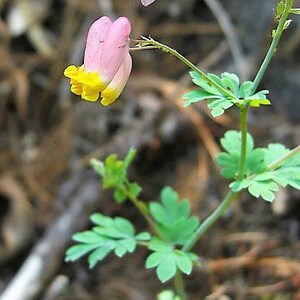 50 ROCK HARLEQUIN Pink & Yellow Corydalis Sempervirens Flower Seeds image 10