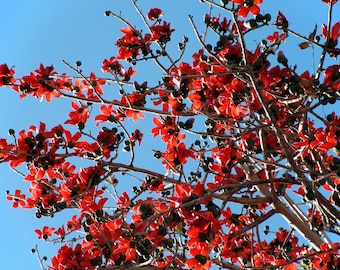 10 RED SILK COTTON Tree Bombax Ceiba Kapok Tropical Flower Seeds *Flat Shipping