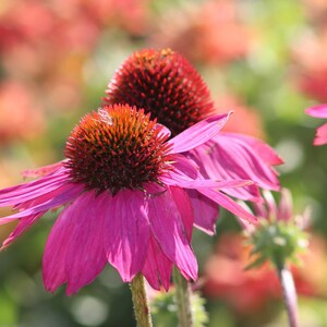 25 BRIGHT STAR CONEFLOWER Echinacea Purpurea Lavender Bright Rose Pink
