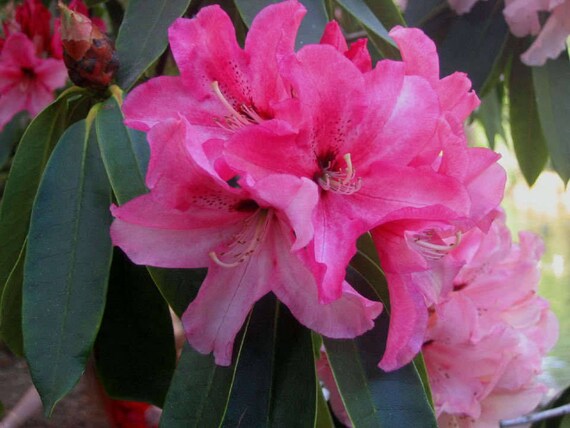 50 Ros RHODODENDRON Maximum White Pink Laurel Bush Shrub Flower Seeds 50 Ros RHODODENDRON Maximum White Pink Laurel Bush Shrub Flower Seeds