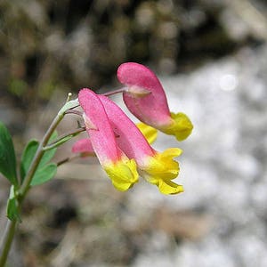 50 ROCK HARLEQUIN Pink & Yellow Corydalis Sempervirens Flower Seeds image 7