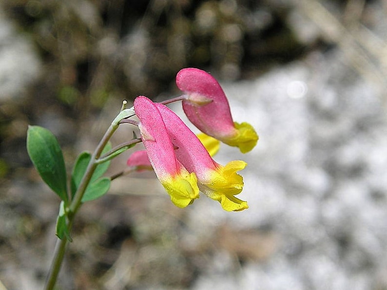 50 ROCK HARLEQUIN Pink & Yellow Corydalis Sempervirens Flower Seeds image 7