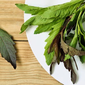 300 EPAZOTE (Mexican Tea) Chenopodium Ambrosioides Dysphania Herb Flower Seeds