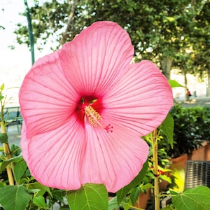 20 LIGHT PINK HIBISCUS Moscheutos var. Palustris Hardy Flower Seeds *Flat Shipping