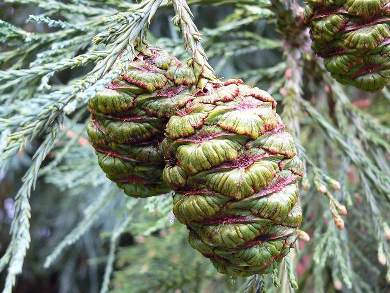 40 GIANT SEQUOIA Sequoiadendron Giganteum Sierra Redwood Tree Seeds Flat Ship image 7