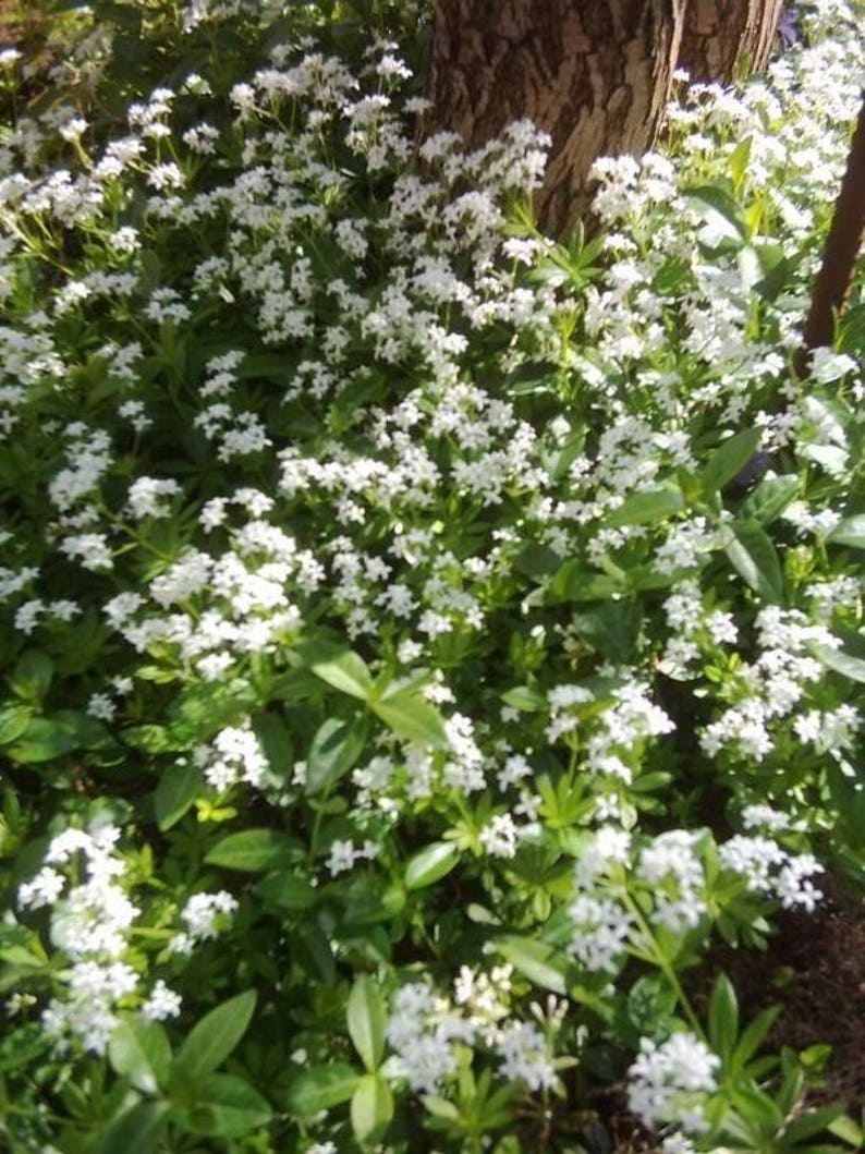 20 SWEET WOODRUFF ASPERULA Galium Odoratum Shade White Flower image 4