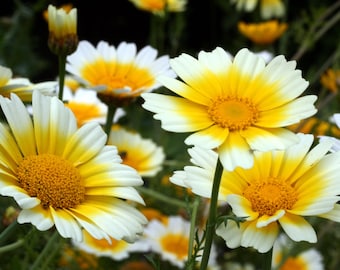 1000 GARLAND CROWN DAISY Chrysanthemum Coronarium Glebionis White YellowFlower Seeds