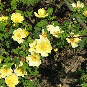 10 Yellow MANCHU ROSE Bush Rosa Xanthina Hummingbird Flower Seeds