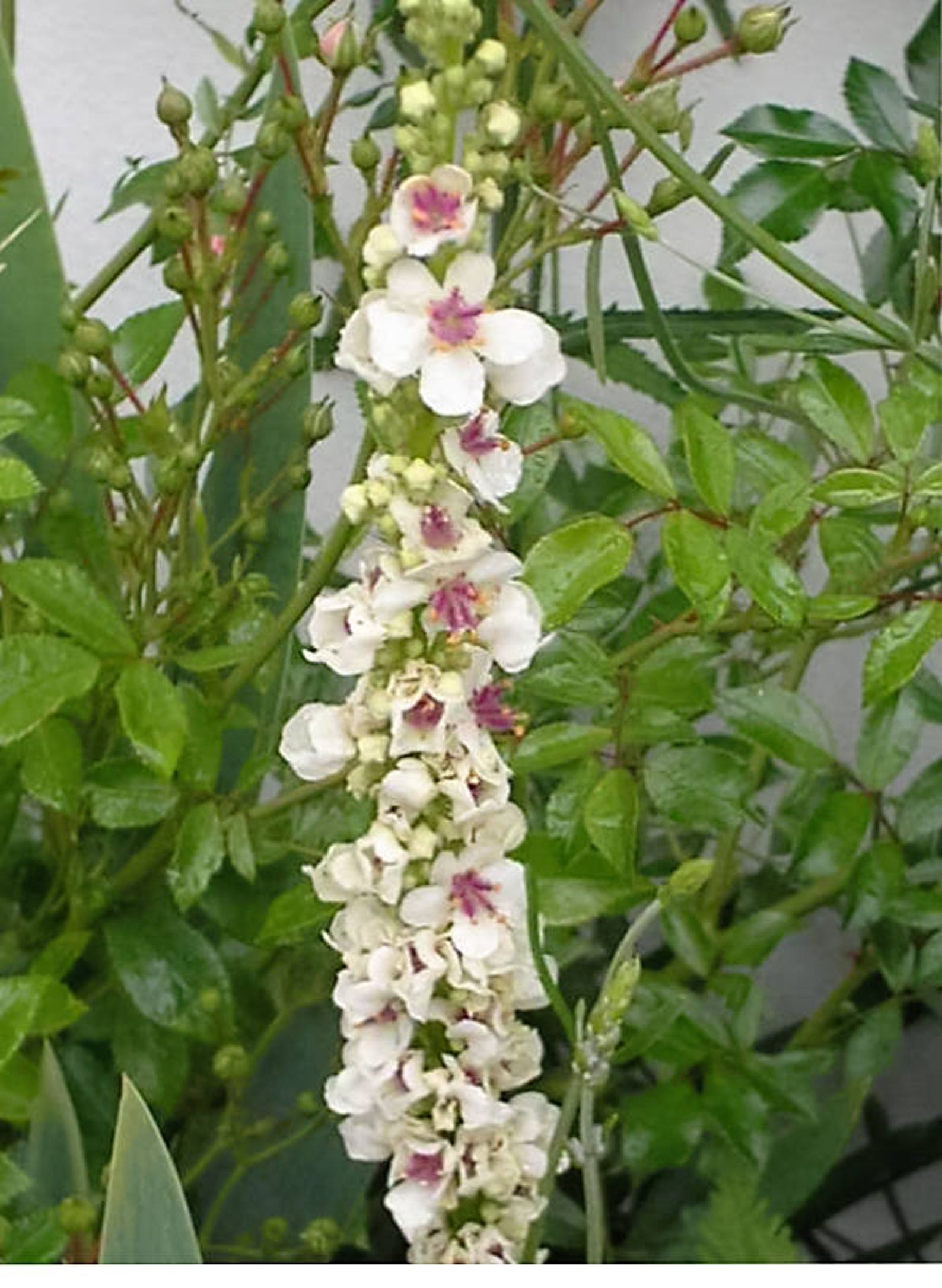 50 WEDDING CANDLES VERBASCUM Chaixii Album Mullein White | Etsy