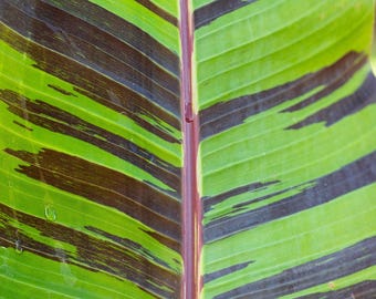レッドタイガーバナナの種（Musa Sikkimensis）50粒 - Etsy 日本