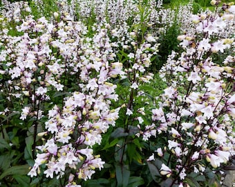 25 HUSKER RED PENSTEMON Beardtongue White Flower Seeds