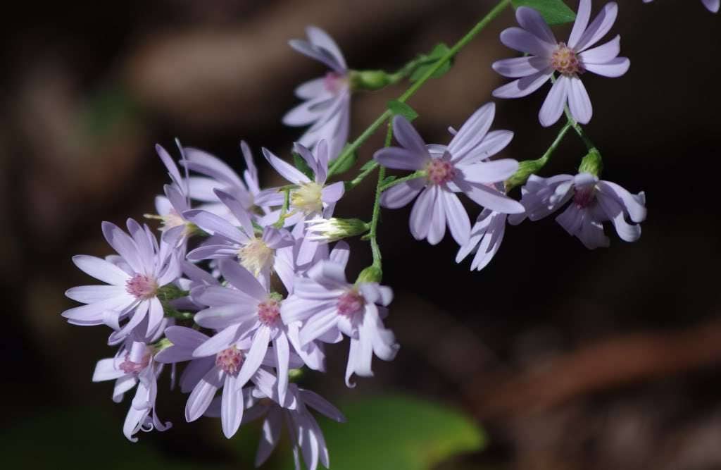 100 HEART LEAVED ASTER Cordifolius Blue Wood Aster Flower