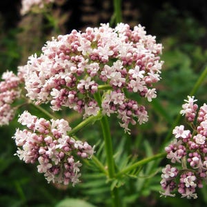 250 VALERIAN (Garden Heliotrope / Heal All) Valeriana Officinalis Semillas de flores de hierbas