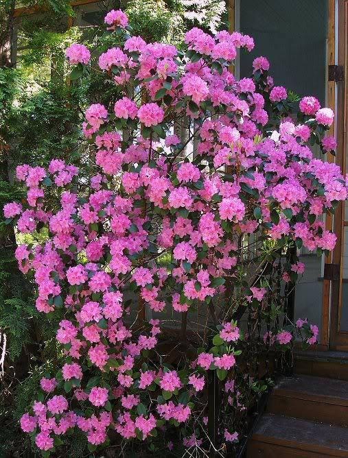 Rhododendron maximumi 50 seeds 