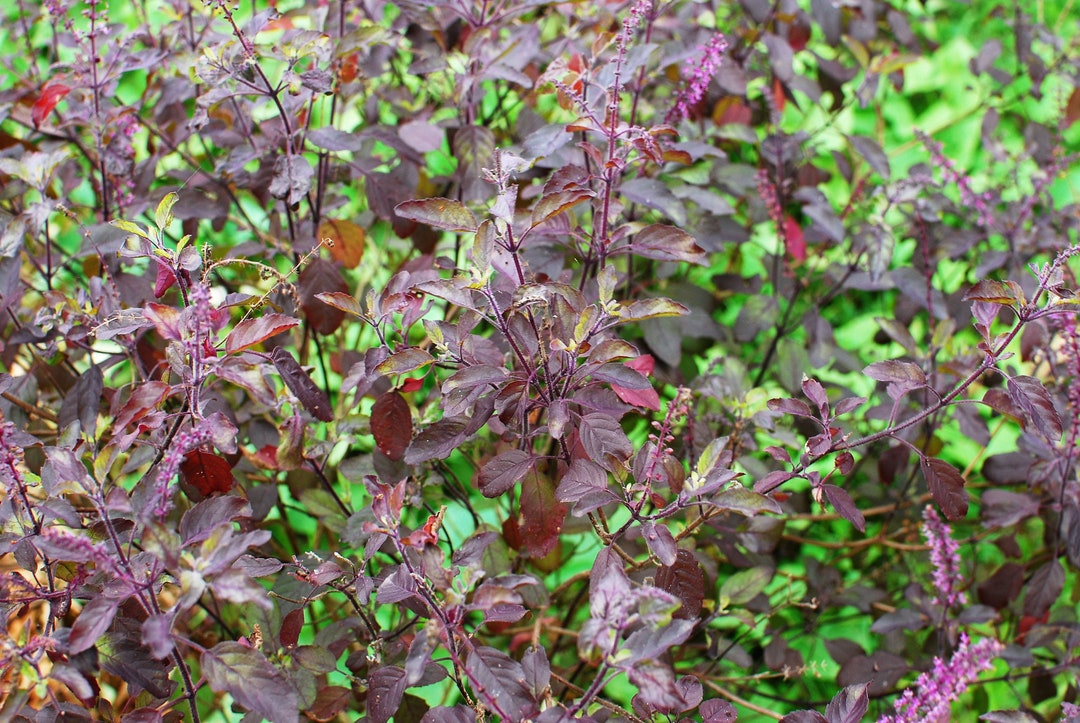 200 Purple Krishna Tulsi HOLY BASIL Ocimum Sanctum Tenuiflorum Herb