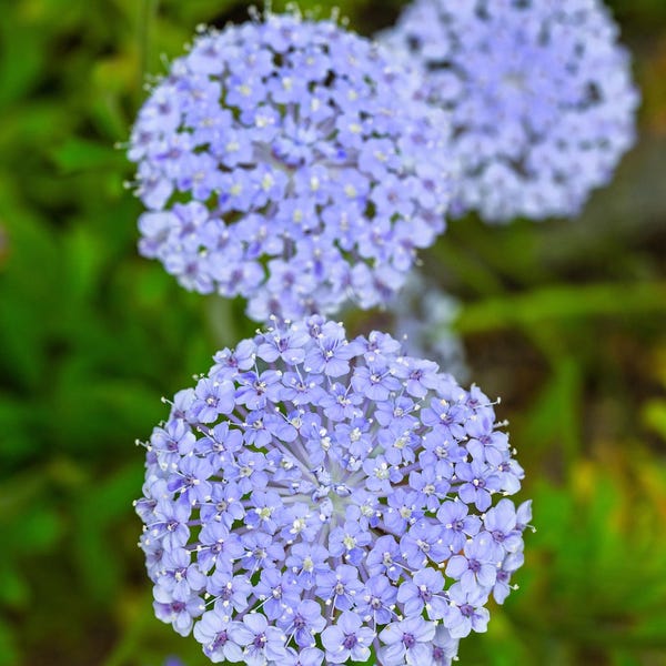 100 Organic BLUE LACE FLOWER aka Didiscus & Island Daisy Trachymene Coerulea Flower Seeds