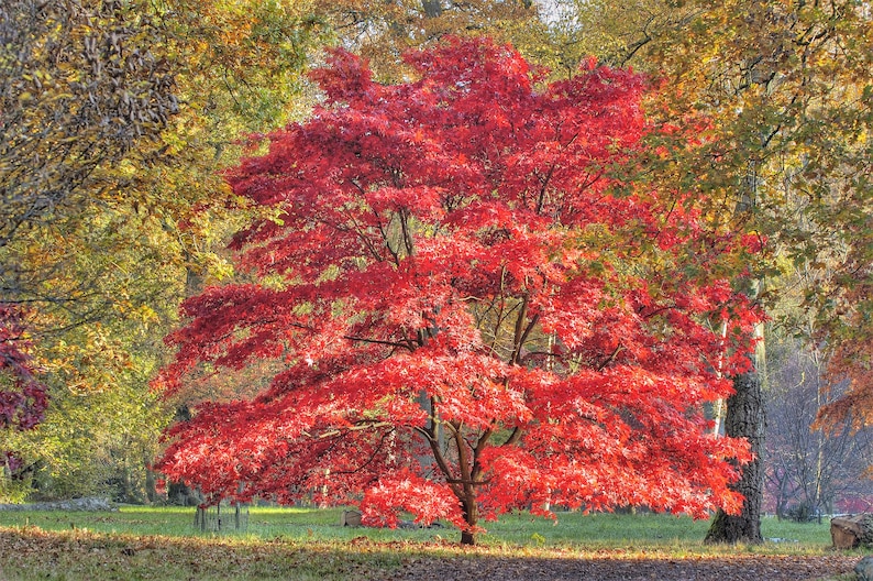 10 RED JAPANESE MAPLE Tree Ornamental Acer Palmatum Seeds Etsy Australia