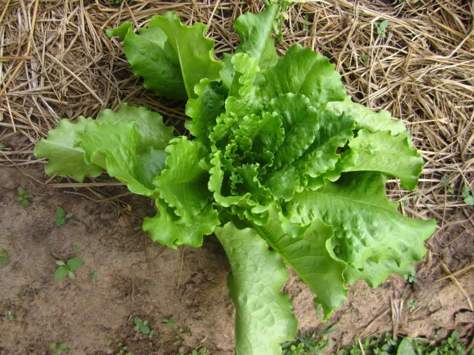3000 BUTTERCRUNCH LEAF LETTUCE Lactuca Sativa Vegetable Seeds Etsy