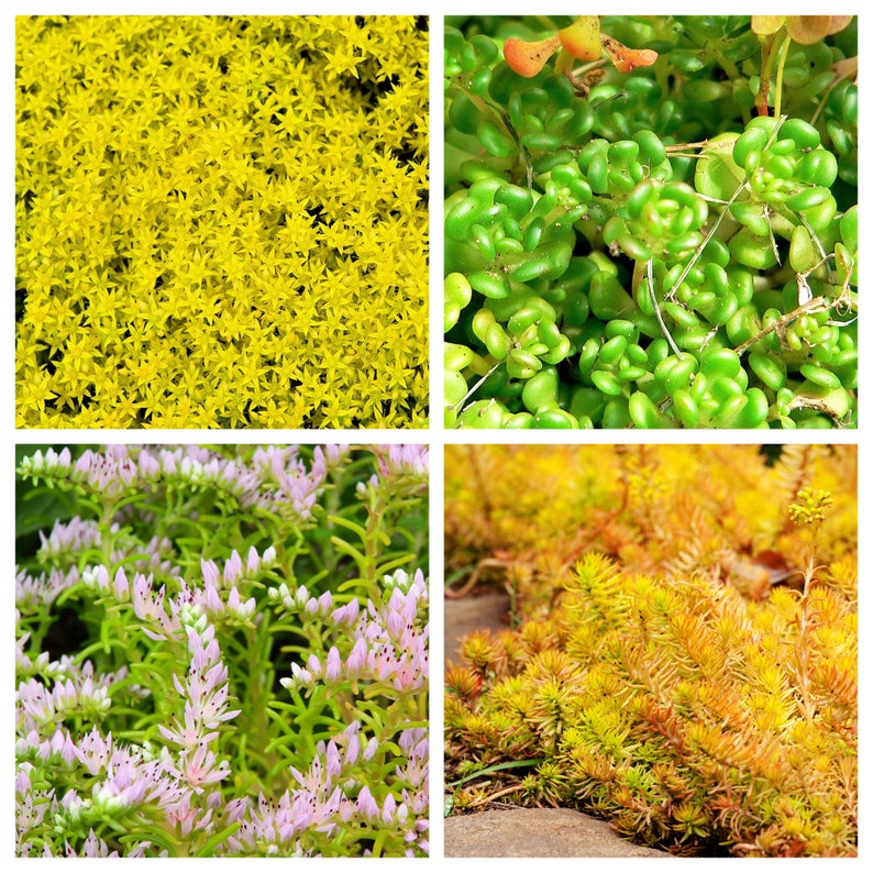 150 MIXED SEDUM Stonecrop Succulent Groundcover Red White Yellow Pink Purple Color Mix Flower Seeds imagem 8