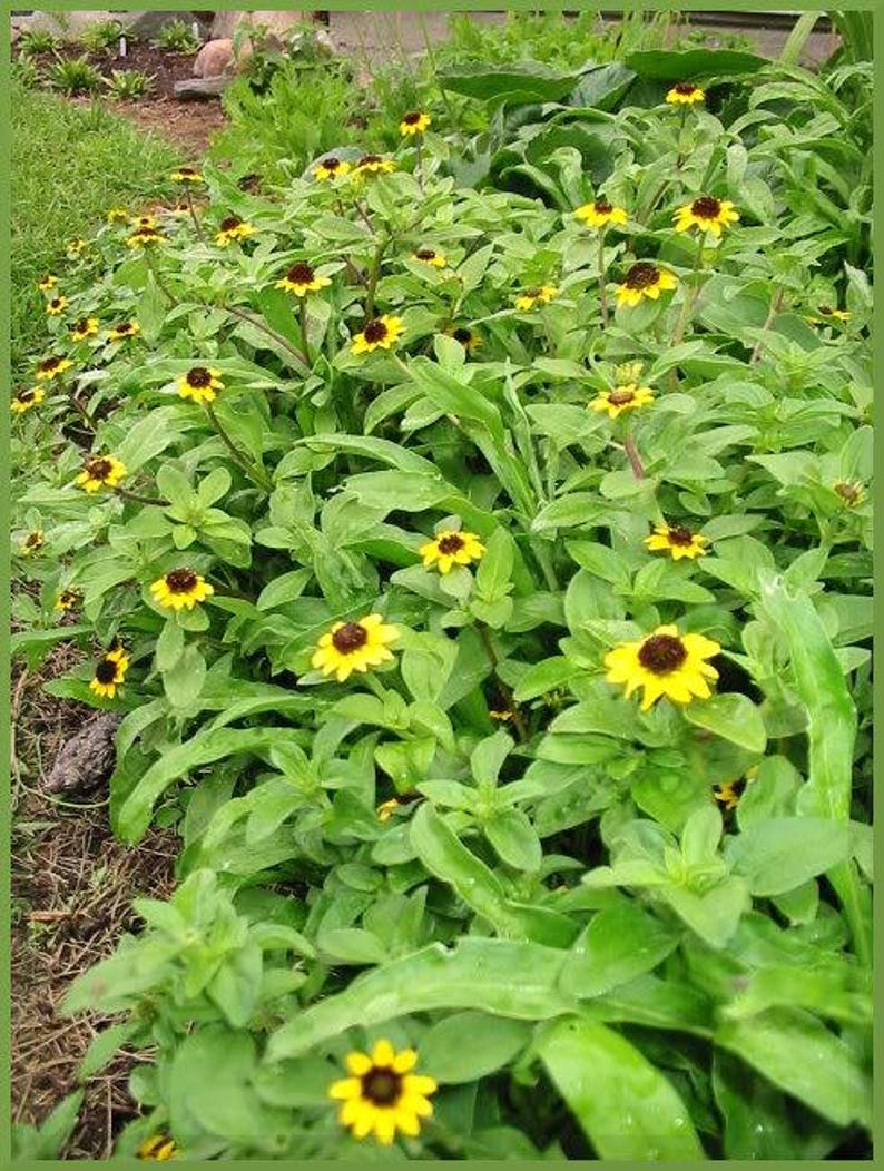 150 YELLOW CREEPING ZINNIA Sanvitalia Procumbens Seeds Etsy
