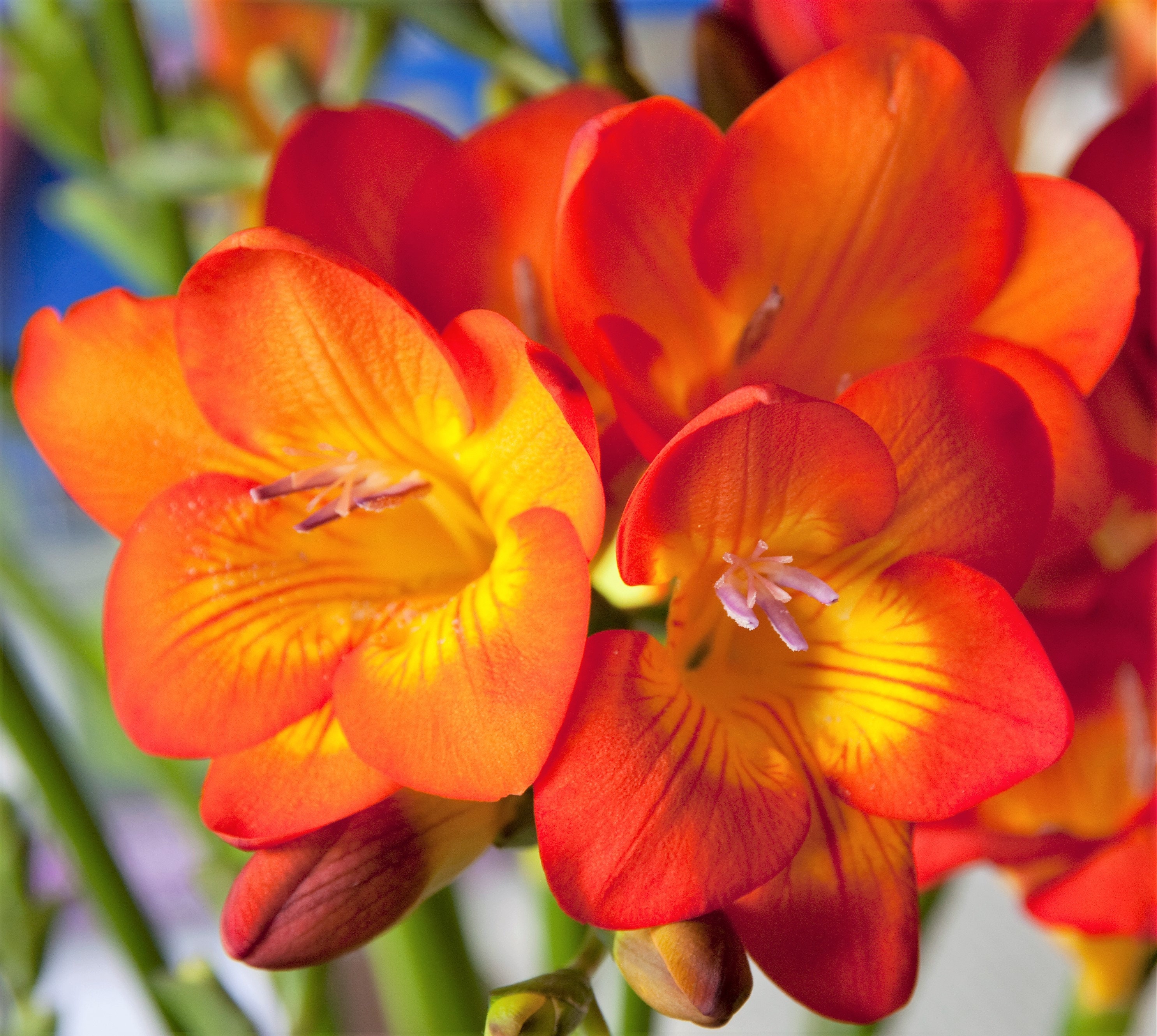 5 ROYAL CHAMPION Mix FREESIA Mixed Colors Pink Blue Purple