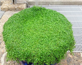 20 CORSICAN MINT Mentha Requienii Herb Fragrant Ground Cover Flower Seeds *Combined Shipping