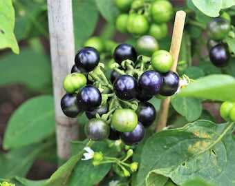 100 GARDEN HUCKLEBERRY (Ground Cherry) Solanum Melanocerasum Berry Fruit Bush Seeds