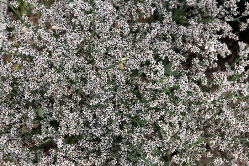 German Static 30 GERMAN STATICE White Sea Lavender Goniolimon Tataricum Limonium ...