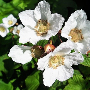 50 THIMBLEBERRY Rubus Parviflorus Frutas vermelhas comestíveis Sementes de flores brancas nativas de sol ou arbusto de sombra