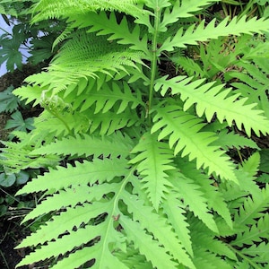 1000 + SENSITIVE FERN Onoclea Sensibilis aka Bead or Sympathy Fern Spores Seeds *Flat Shipping