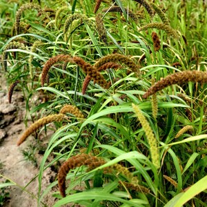 Setaria Italica (Miglio) - 300 Semi, Fiore Reciso Altezza 150 Cm, Per Composizioni Floreali - 3