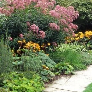 50 Pink JOE PYE WEED Eupatorium Maculatum Flower Seeds image 2