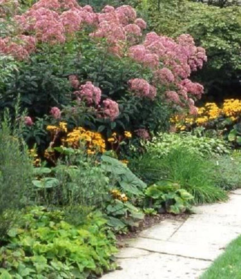 50 Pink JOE PYE WEED Eupatorium Maculatum Flower Seeds image 2