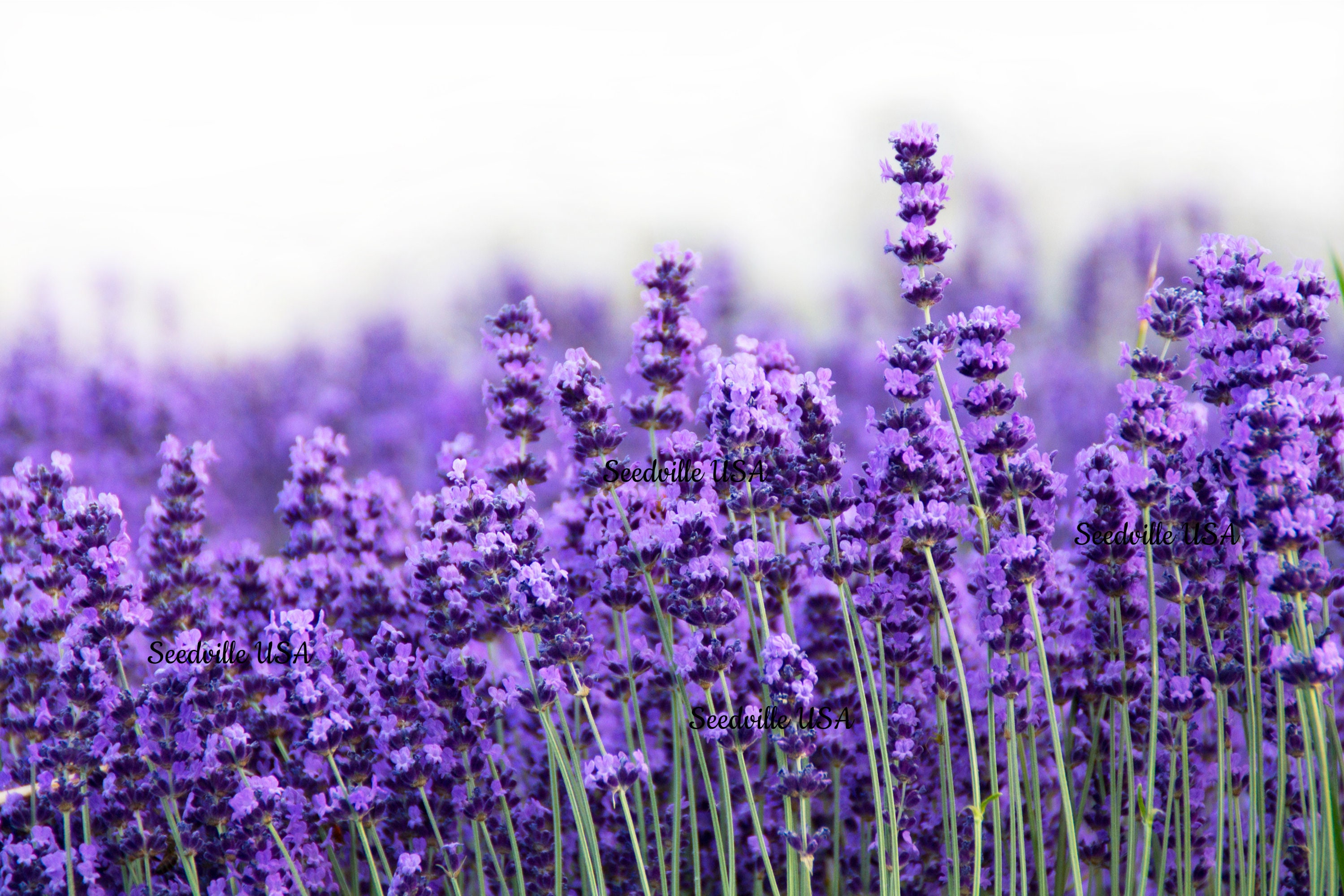 500 True ENGLISH LAVENDER VERA Lavandula Angustifolia Vera Etsy
